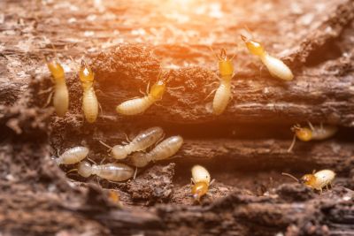 Termite Infestation Service in Frisco, TX
