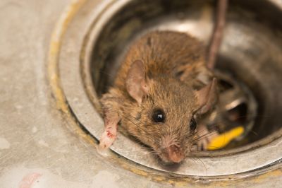 Ensure Top Quality Service and Results By Opting For Professional Rodent Management!