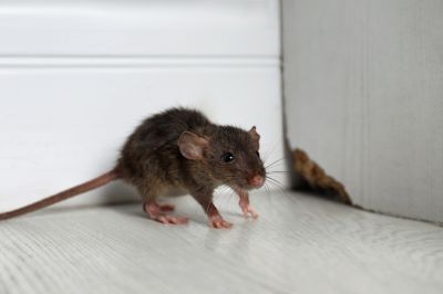 Ensure Long Term Results With Professional Rodent Management Service!