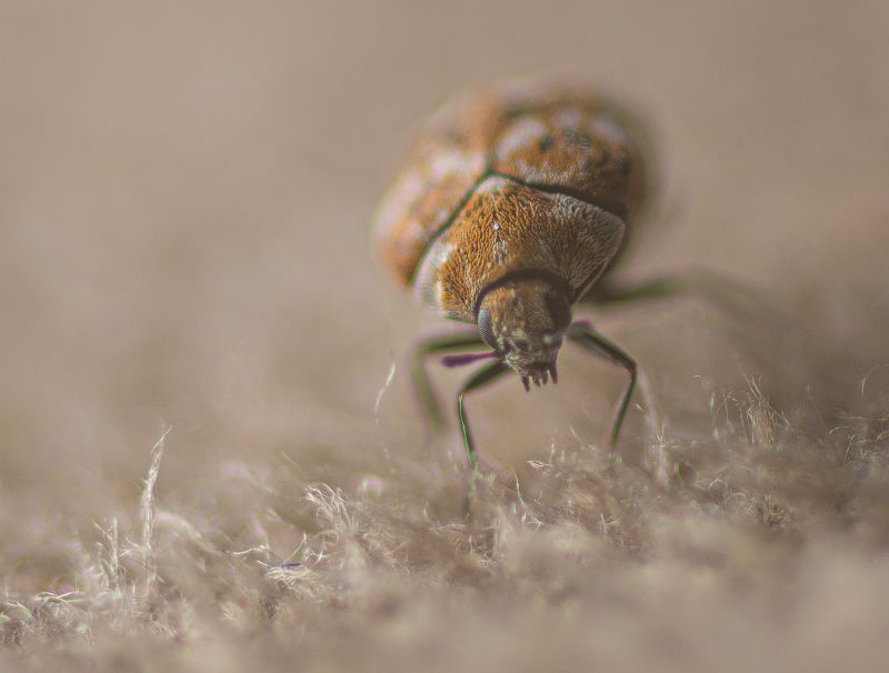 Beetle Removal in Frisco, TX