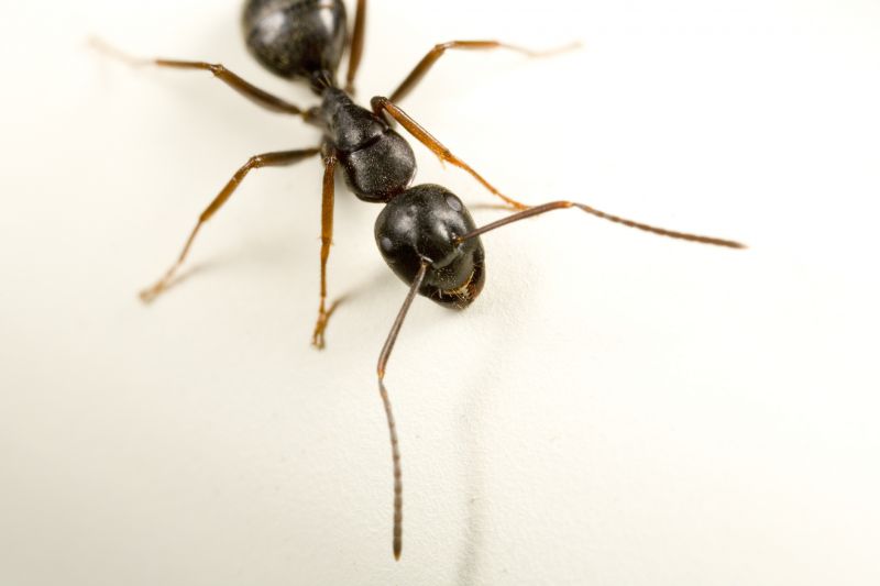Black Ant Extermination in Denton, TX