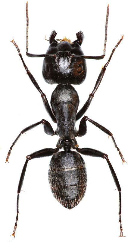Black Ant Extermination in Fort Worth, TX