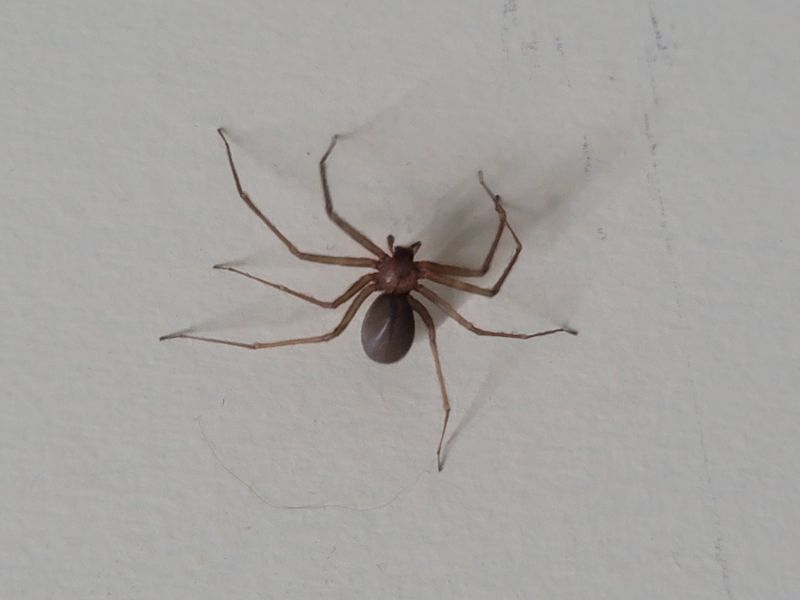 Brown Recluse Extermination in Fort Worth, TX