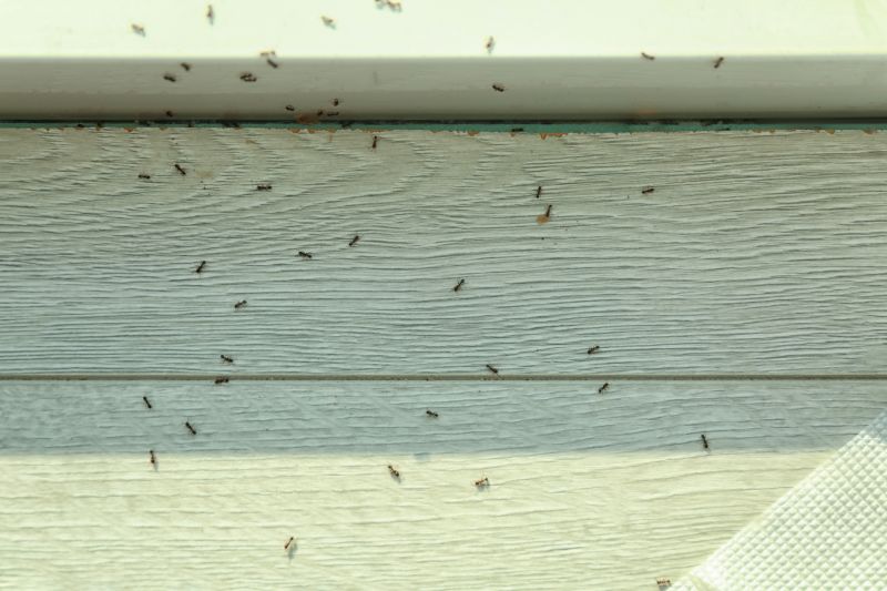 Carpenter Ant Extermination in Rockwall, TX