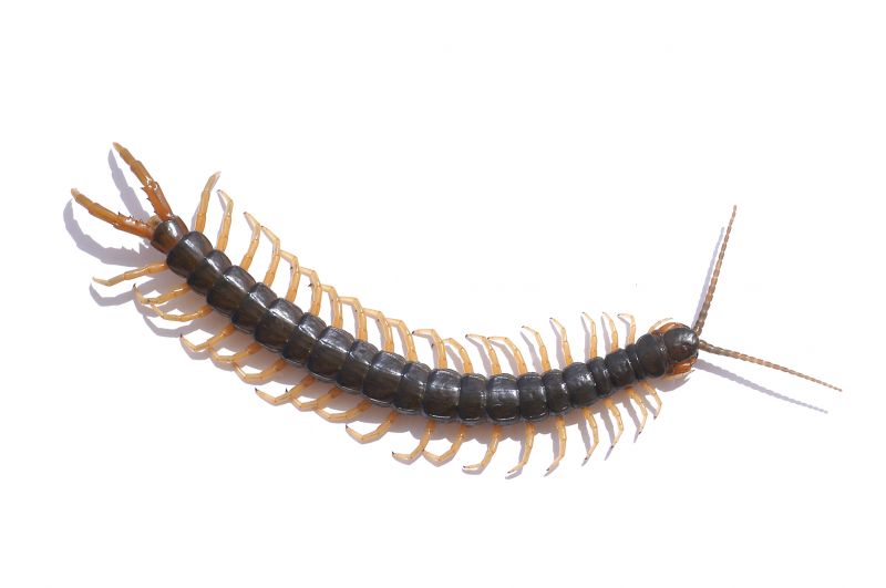 Centipede Extermination in Katy, TX