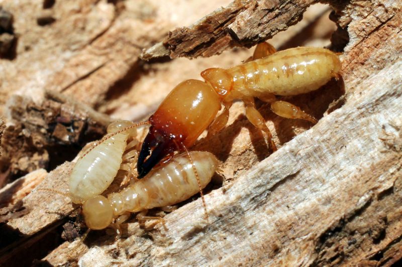 Commercial Termite Removal in Frisco, TX