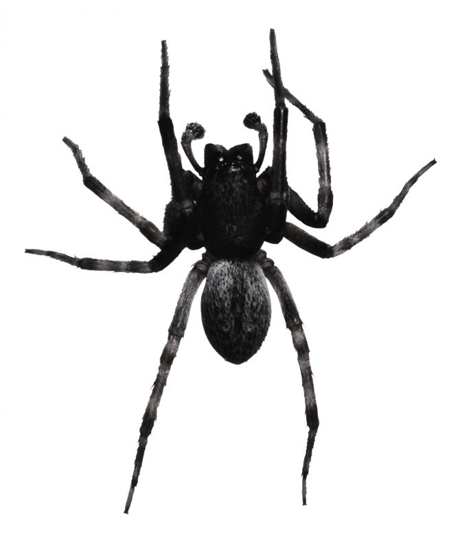 Common Spiders Extermination in Rockwall, TX