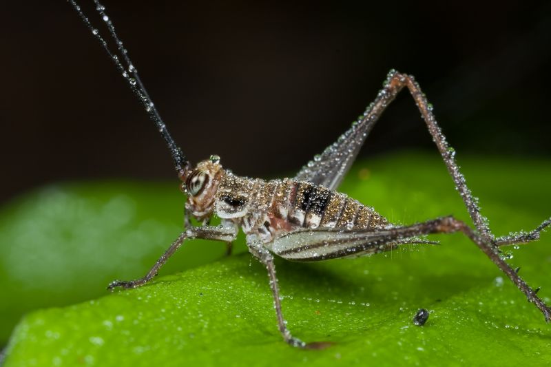 Cricket Control Service in Rockwall, TX
