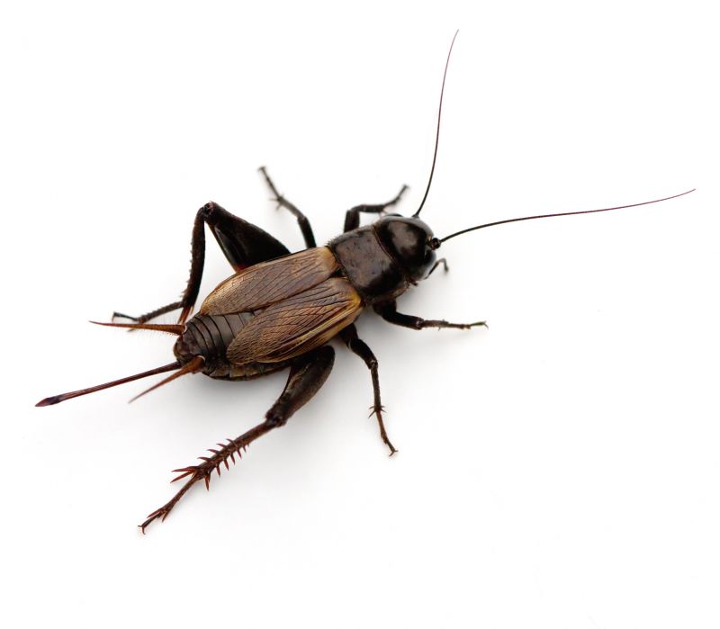 Cricket Prevention in Fort Worth, TX