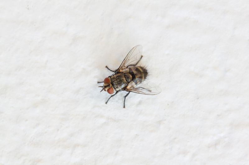 Fly Infestation Extermination in New Braunfels, TX