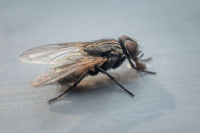 Fruit Fly Extermination in Fort Worth, TX
