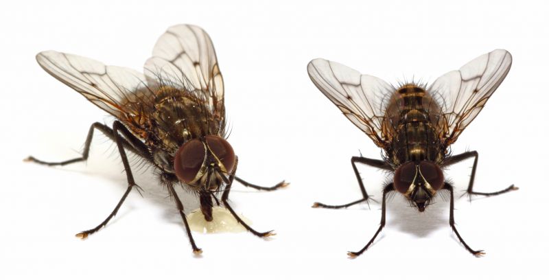 Fruit Fly Extermination in Rockwall, TX
