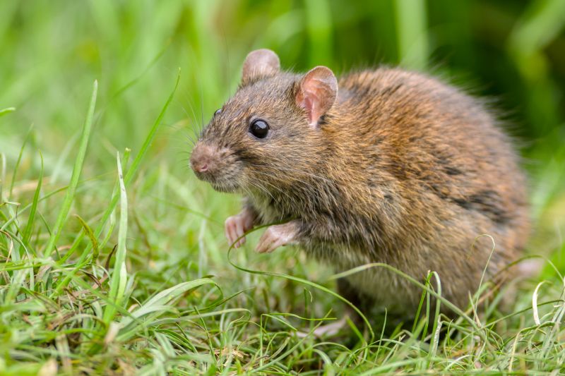 Rodent Management detail