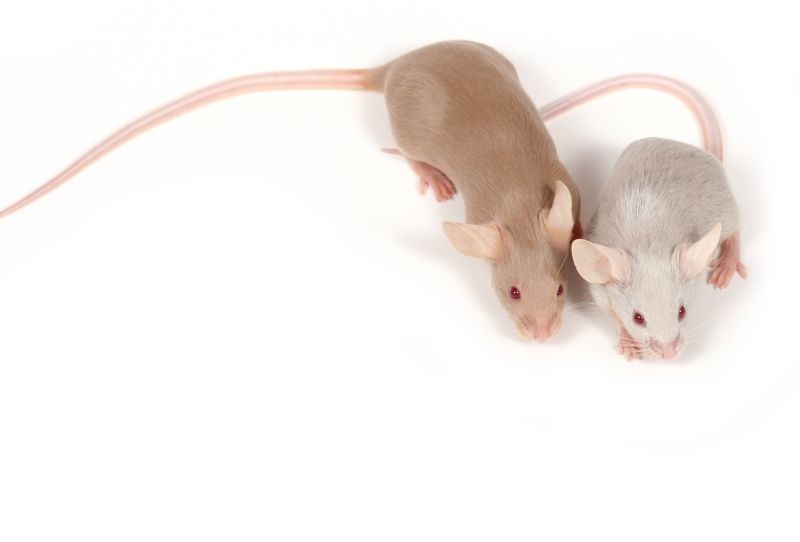 Health Risks Associated With Mice And Rodents In Businesses