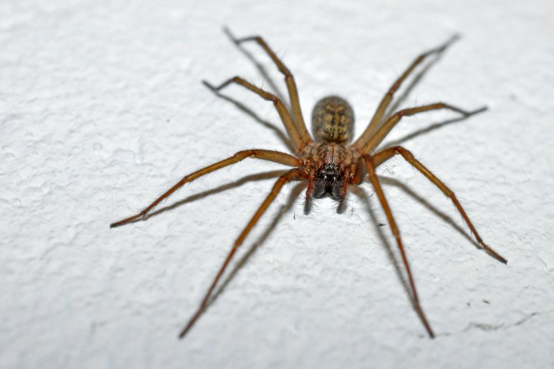 Huntsman Spider Extermination in New Braunfels, TX
