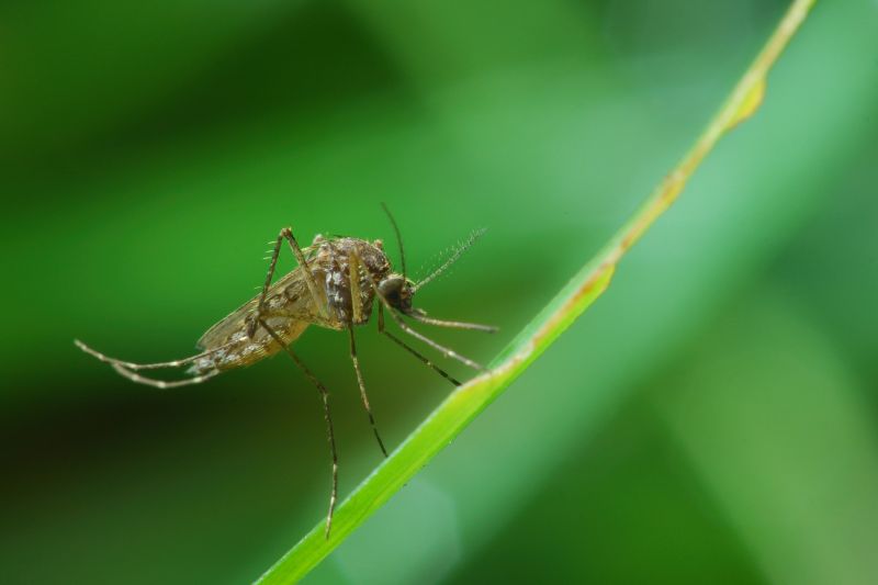 Mosquito Control Service in Frisco, TX