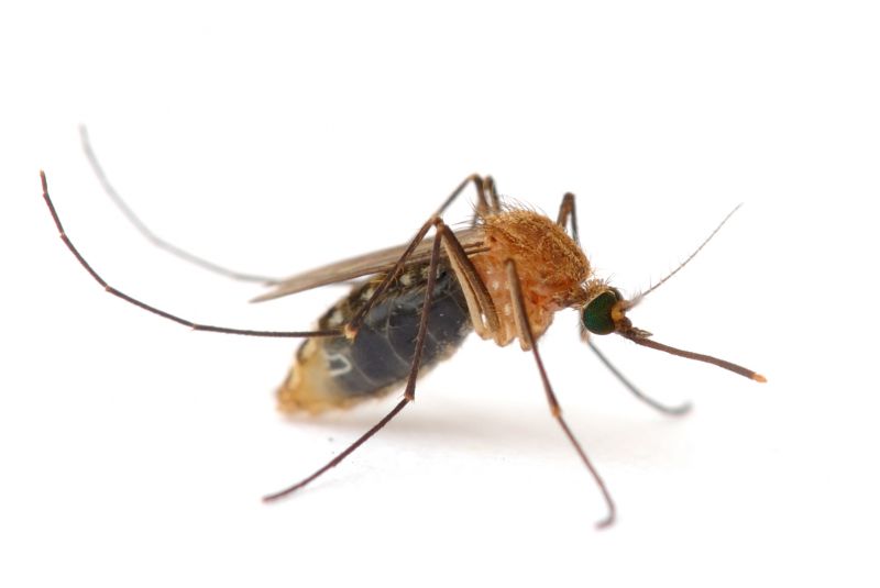 Mosquitoes Pest Control in Frisco, TX