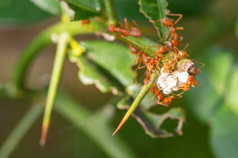 Red Ant Extermination in New Braunfels, TX