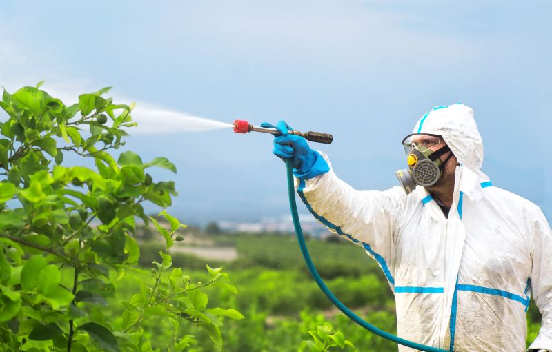 Spider Fumigation Service in San Jose, CA