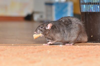 Why Commercial Rodent Control Requires Specialized Solutions